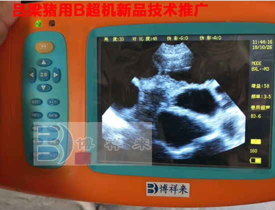猪用B超机