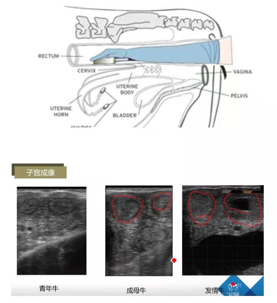 牛用B超机操作方法