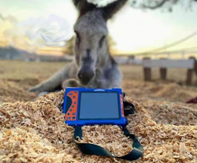 国外马场使用牛用B超机检测妊娠