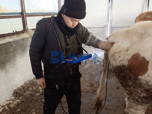 高清兽用B超测奶牛妊娠