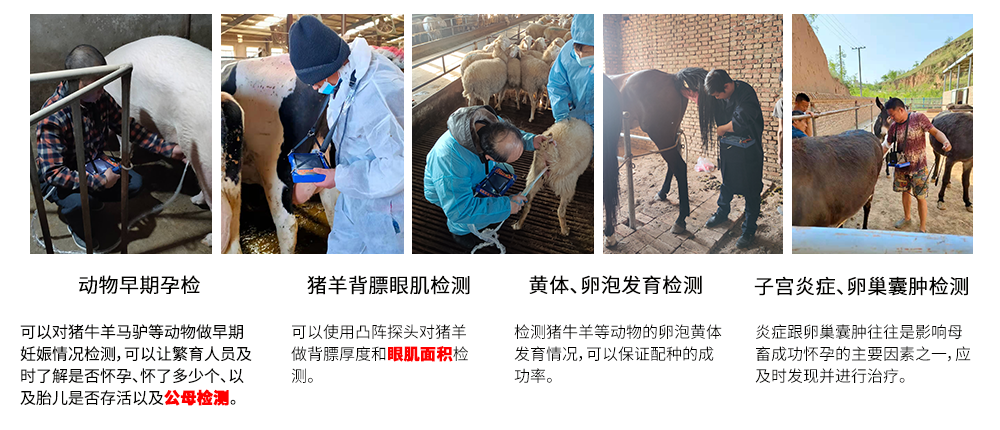 高清兽用B超机BXL-V60产品功能