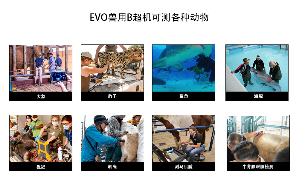 EVO高清兽用B超机可测各种动物