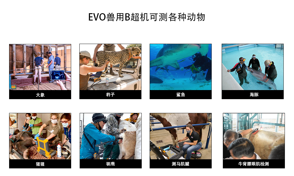 可以检测的动物