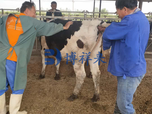 便携式兽用B超检测母牛妊娠
