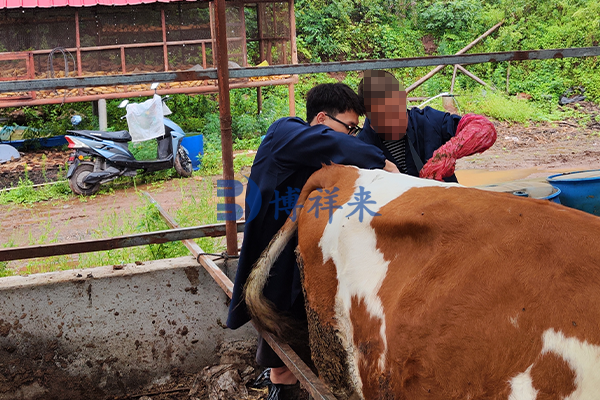 兽用B超机对养殖场的重要性