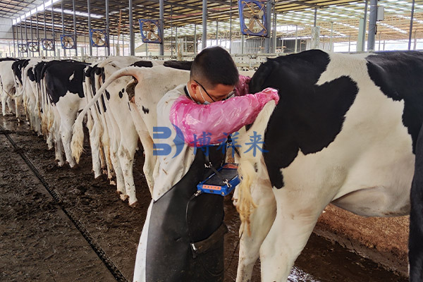 高清兽用B超仪测奶牛