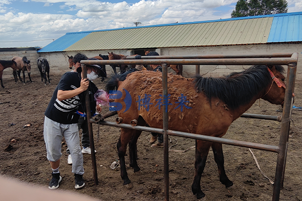 马用B超仪测马妊娠
