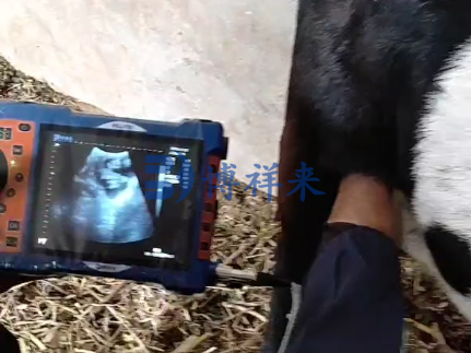 羊用B超机测母羊双胎
