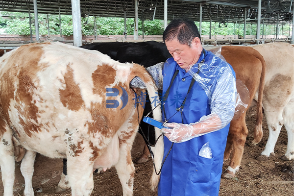 高清牛用B超机测胎龄