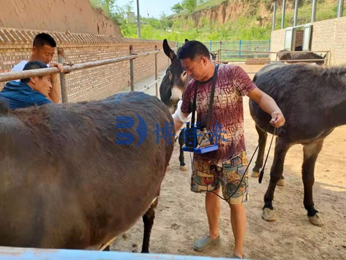高清驴用B超测孕仪