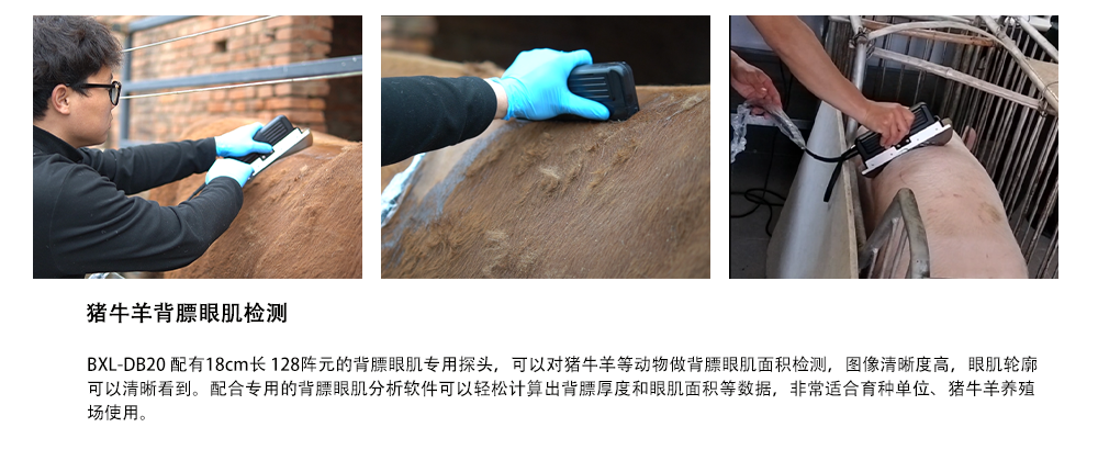 背膘眼肌面积测定仪功能