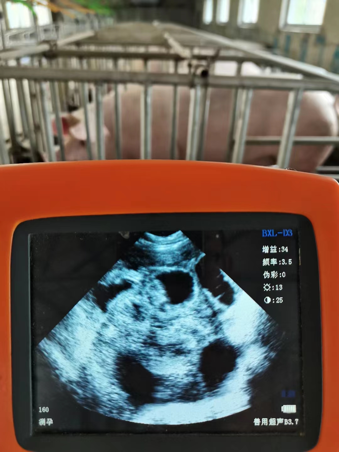 博祥来技术老师到猪场培训