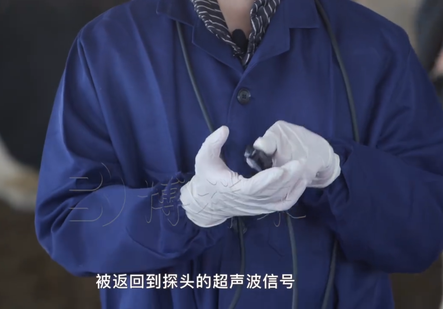 牛用B超仪探头使用方法