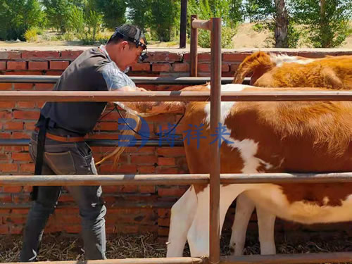 通辽牛场培训牛用B超仪案例分享