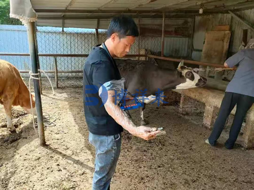 牛用B超配案例分享