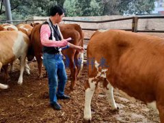 昆明牛场培训肉牛用B超机使用方法