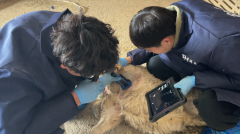 猪羊用B超机的必要性与购买指南