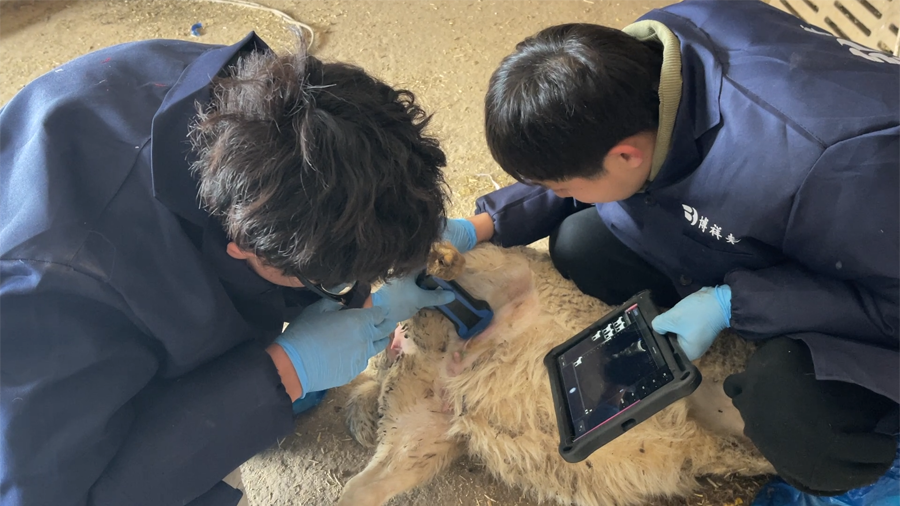 无线羊用B超机检测母羊妊娠