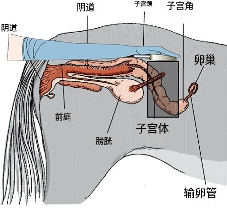 马超声检测位置示意图