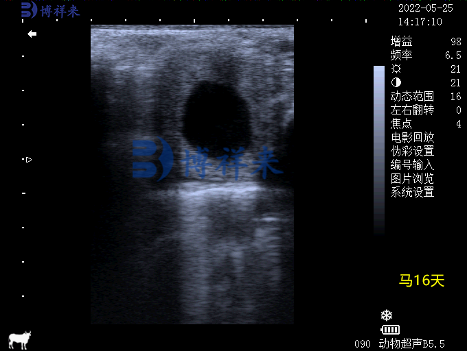 马妊娠16天B超图像