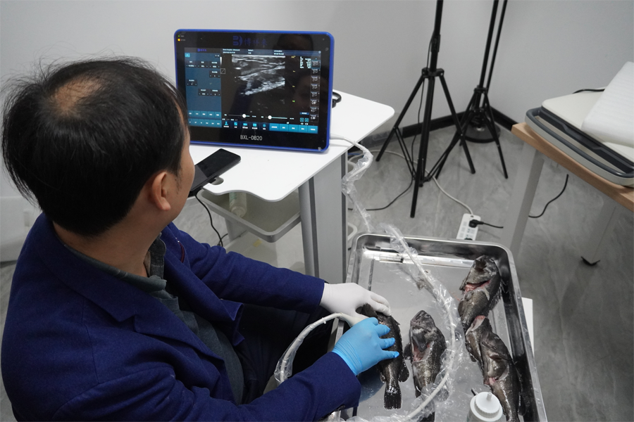 高清鱼类B超机检测案例