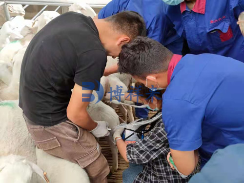 高清羊用B超机测母羊妊娠多胎检测