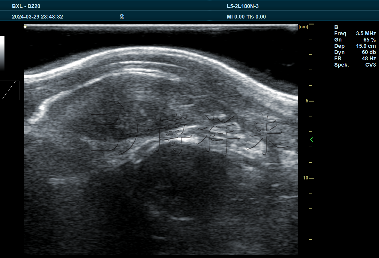 猪背膘眼肌面积超声图像