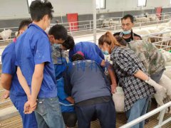 博祥来技术老师赴新疆羊场开展羊用B超机培训