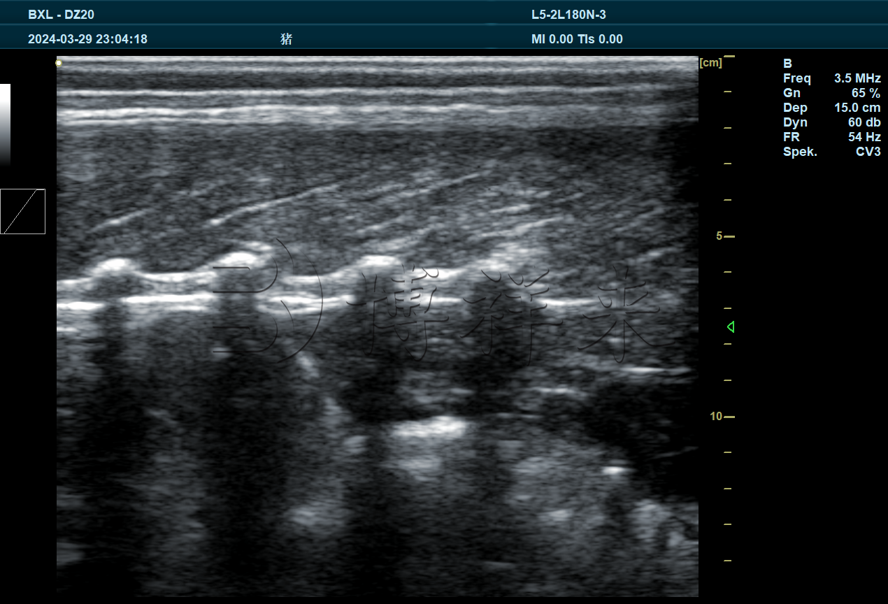 猪背标纵切超声图