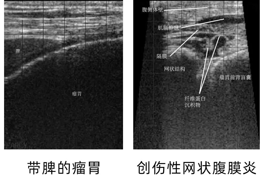 牛用B超机测牛瘤胃