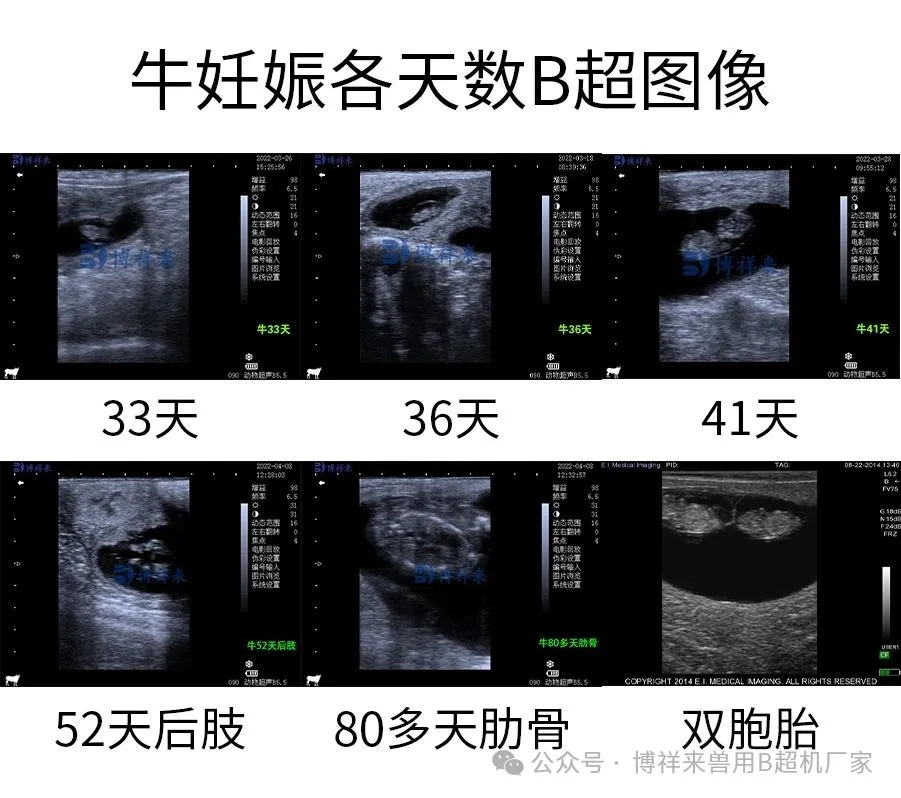 牛妊娠检测天数B超图