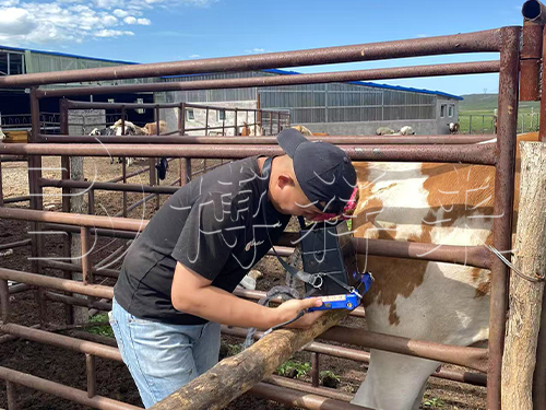 博祥来牛用B超机V50培训使用方法