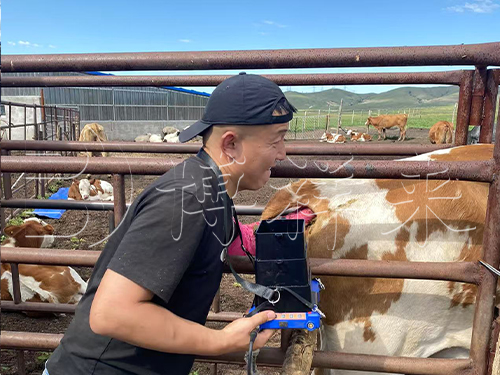 牛用B超机BXL-V50技术培训